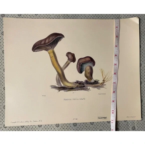 Vintage Art Print - Agaricius rutilus, schoeffer - Picture 2 of 3